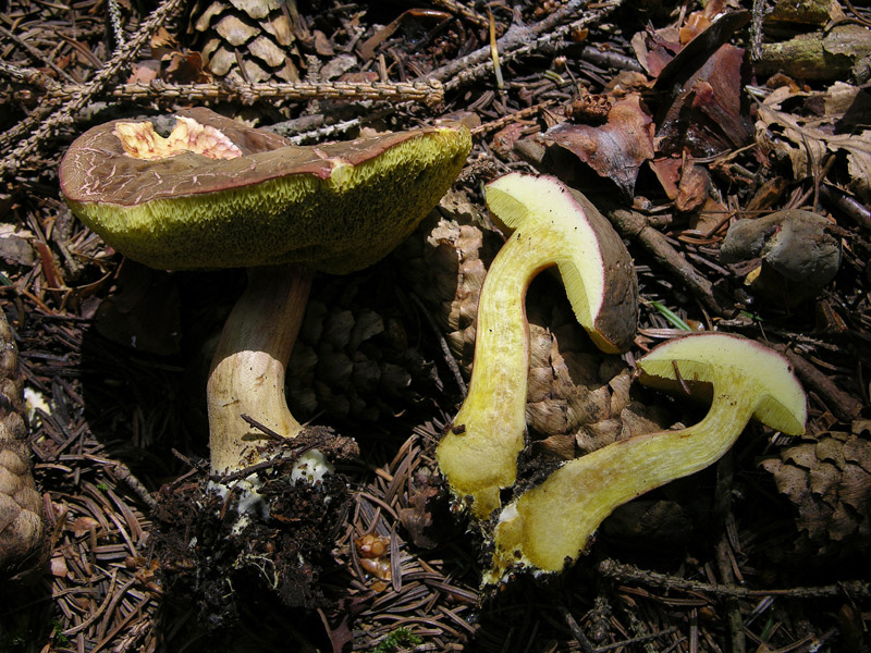 Xerocomus ferrugineus?